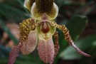 Paphiopedilum Lady Isabel x Max Sandbickler